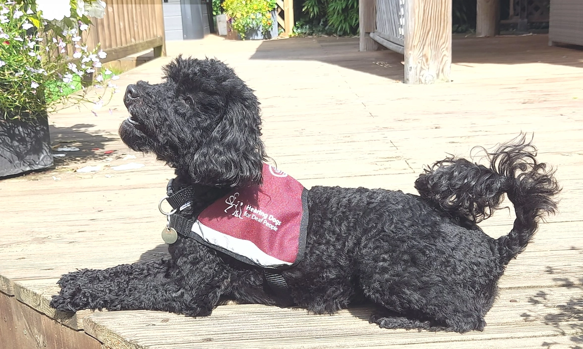 Suki lying down in the sun in her hearing dogs jacket