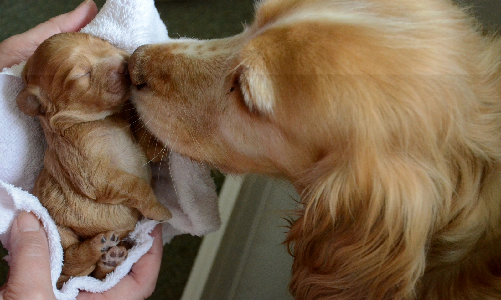  A hearing dog puppy being greeted by its mother