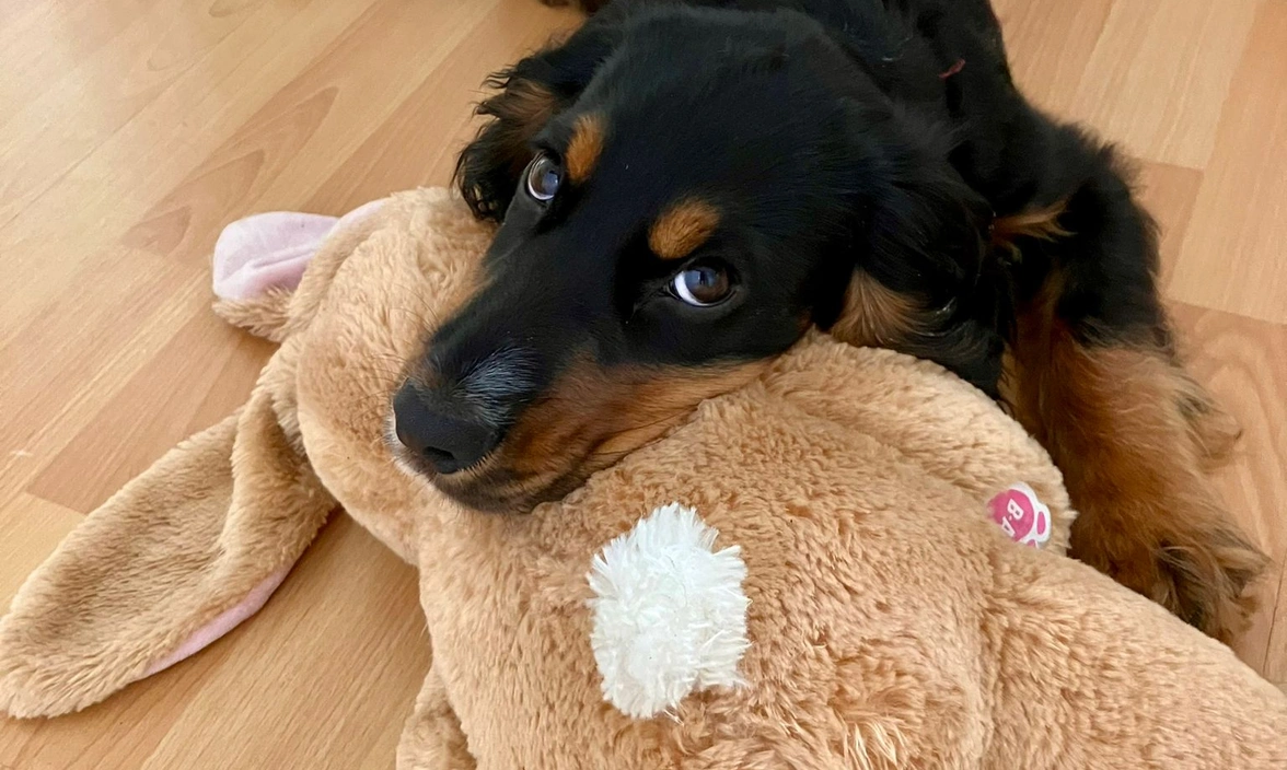 Piper