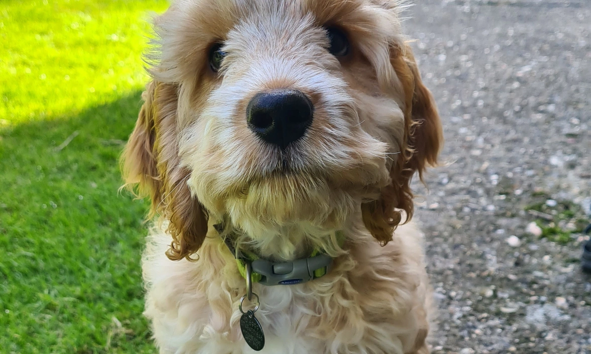 Henry