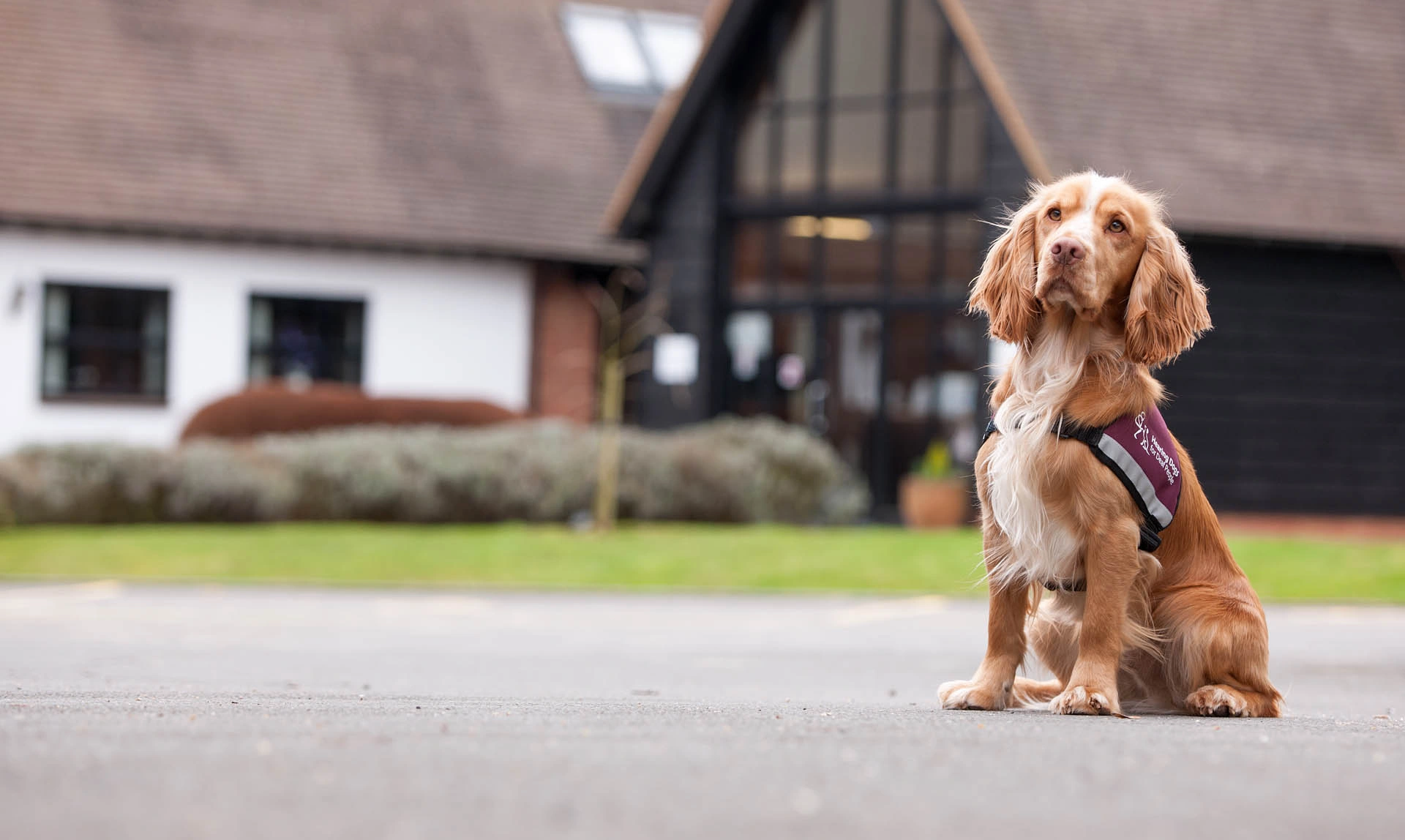 Spaniel in hearing dog jacket sitting outside the grange