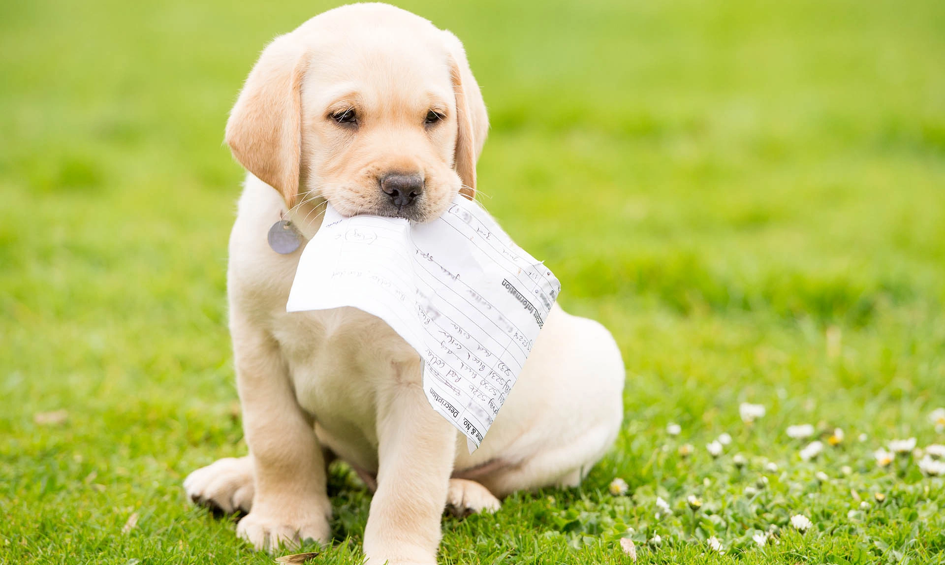 Yellow Labrador puppy sat on grass with daisies with a piece of paper in its mouth