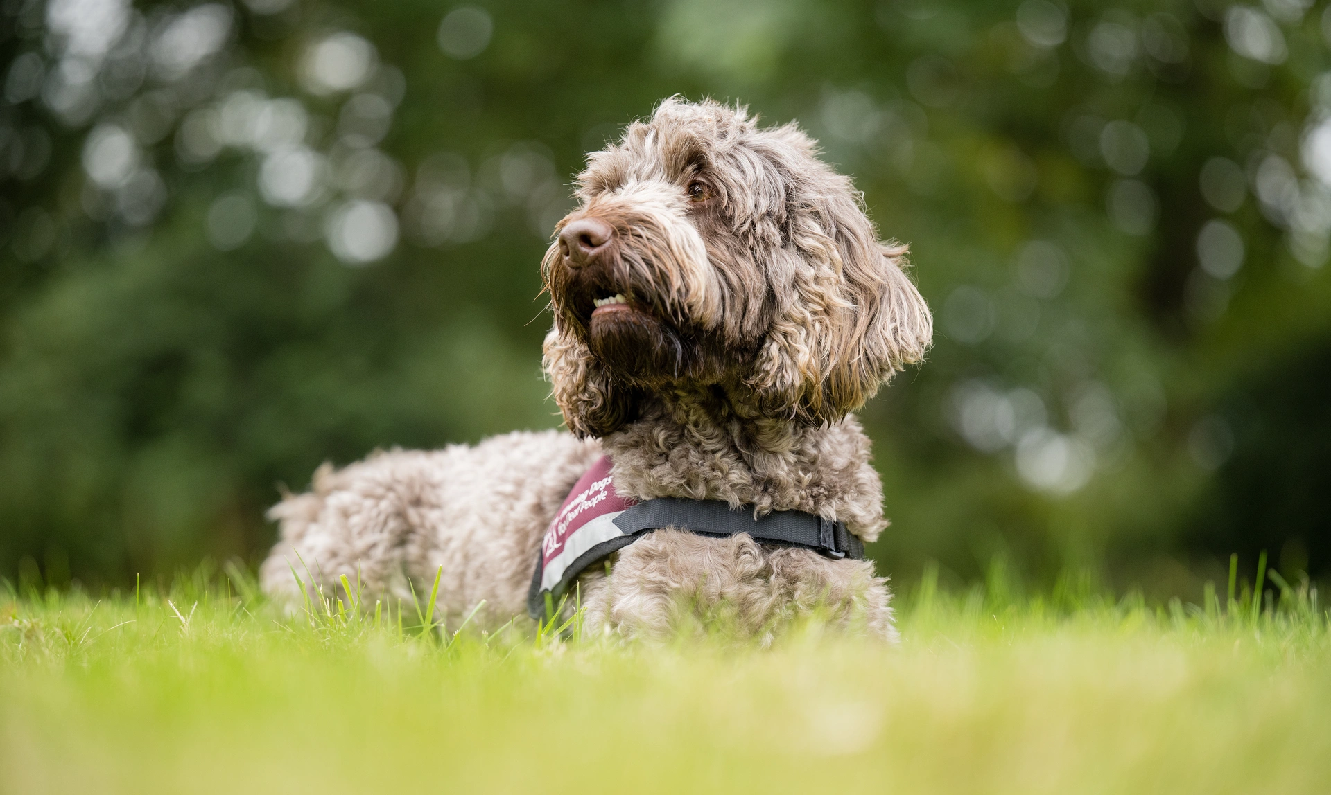  Brown cockapoo wearing a fully qualified hearing dogs jacket sat outside in grass