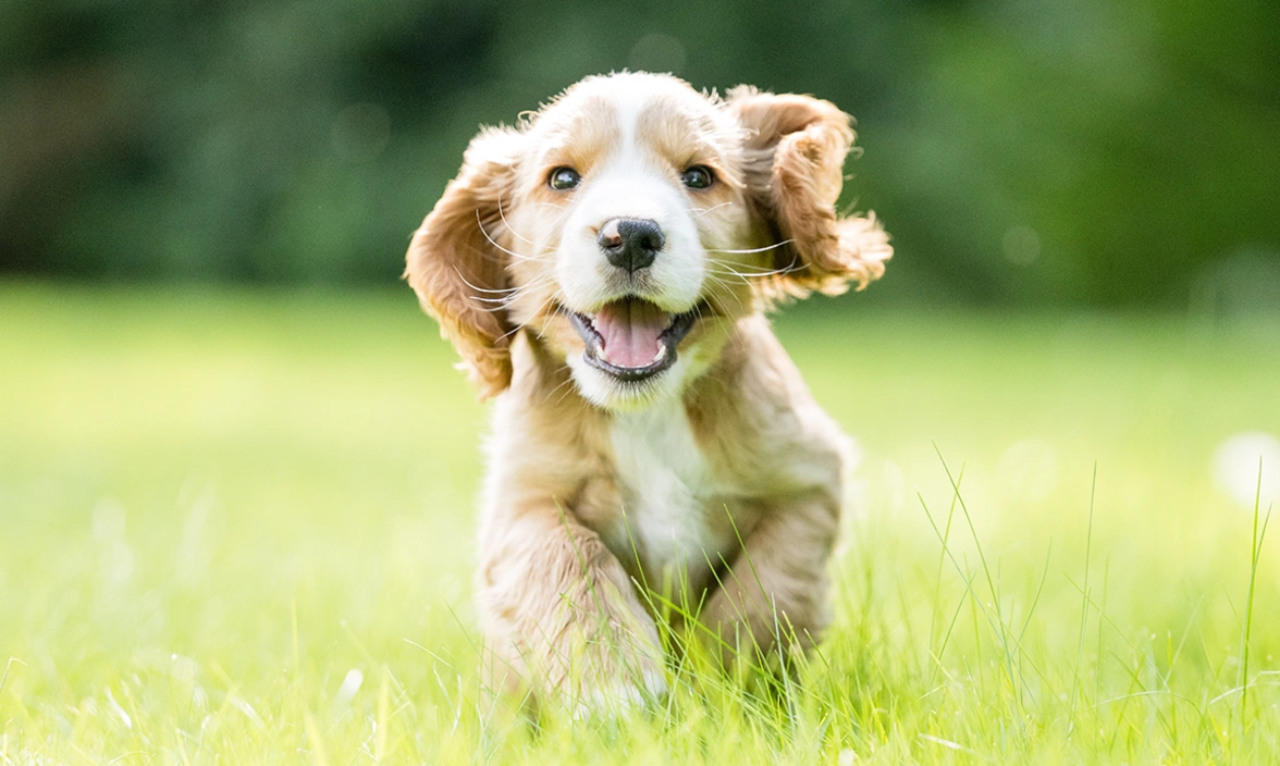 Golden spaniel puppy running