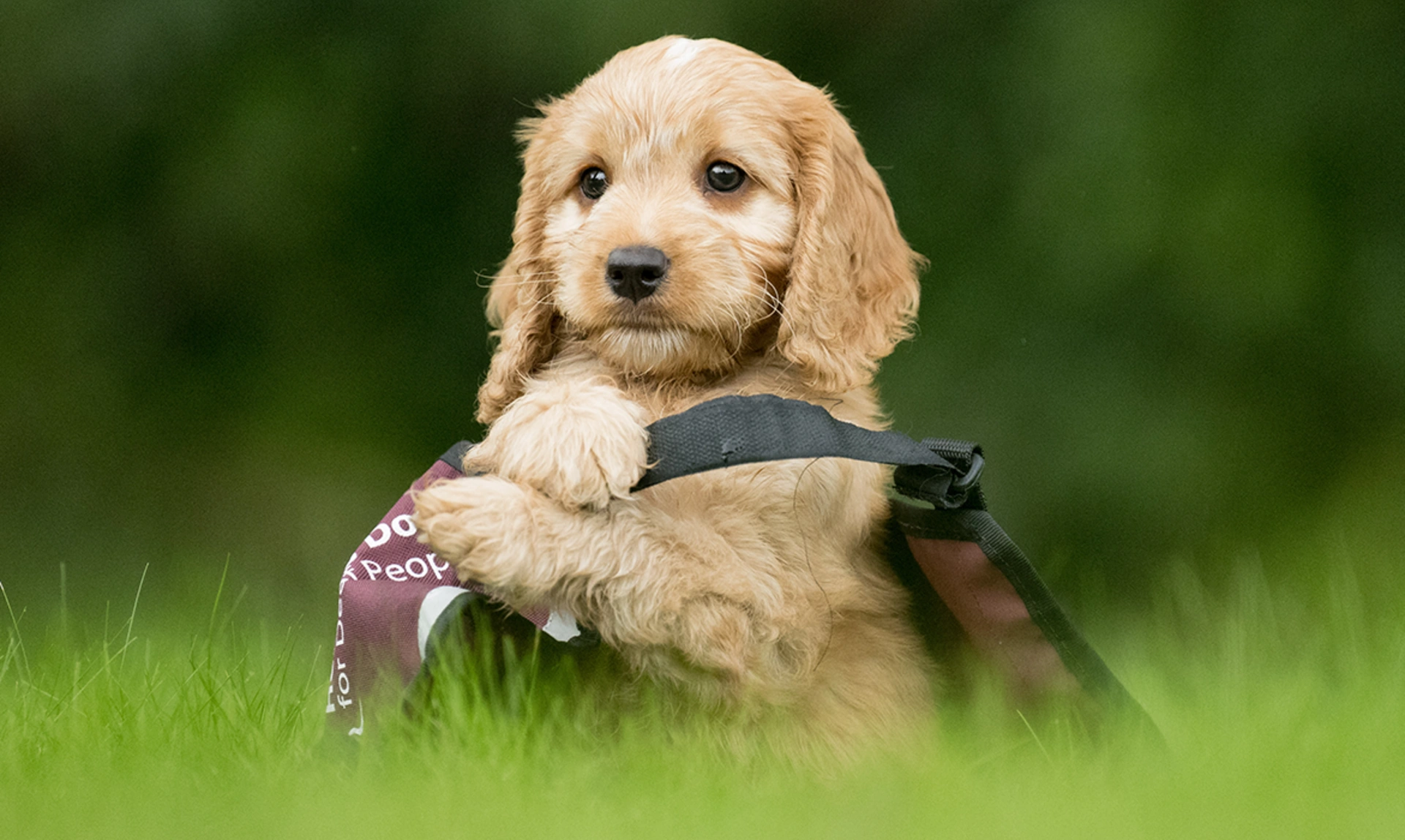 A cute pup with a hearing dogs jacket that is still too big 