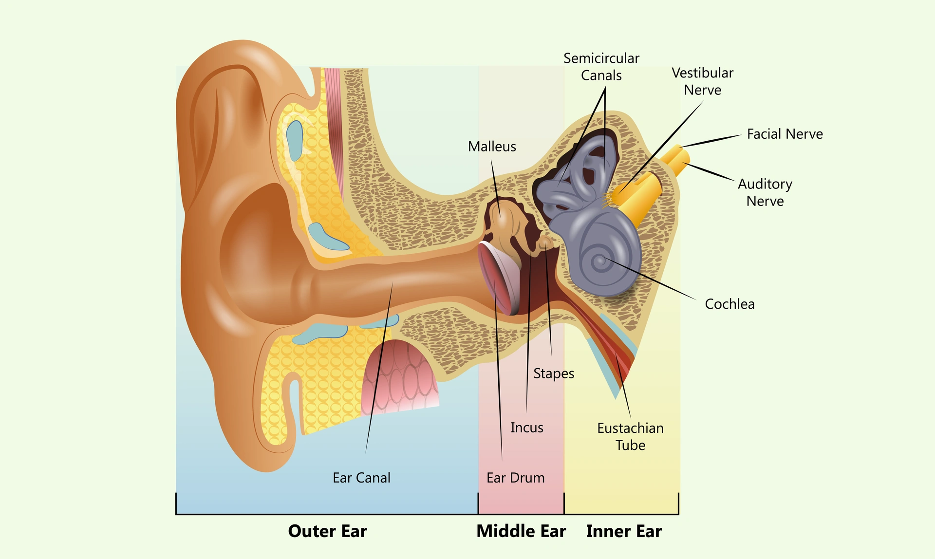 A diagram of the inner ear
