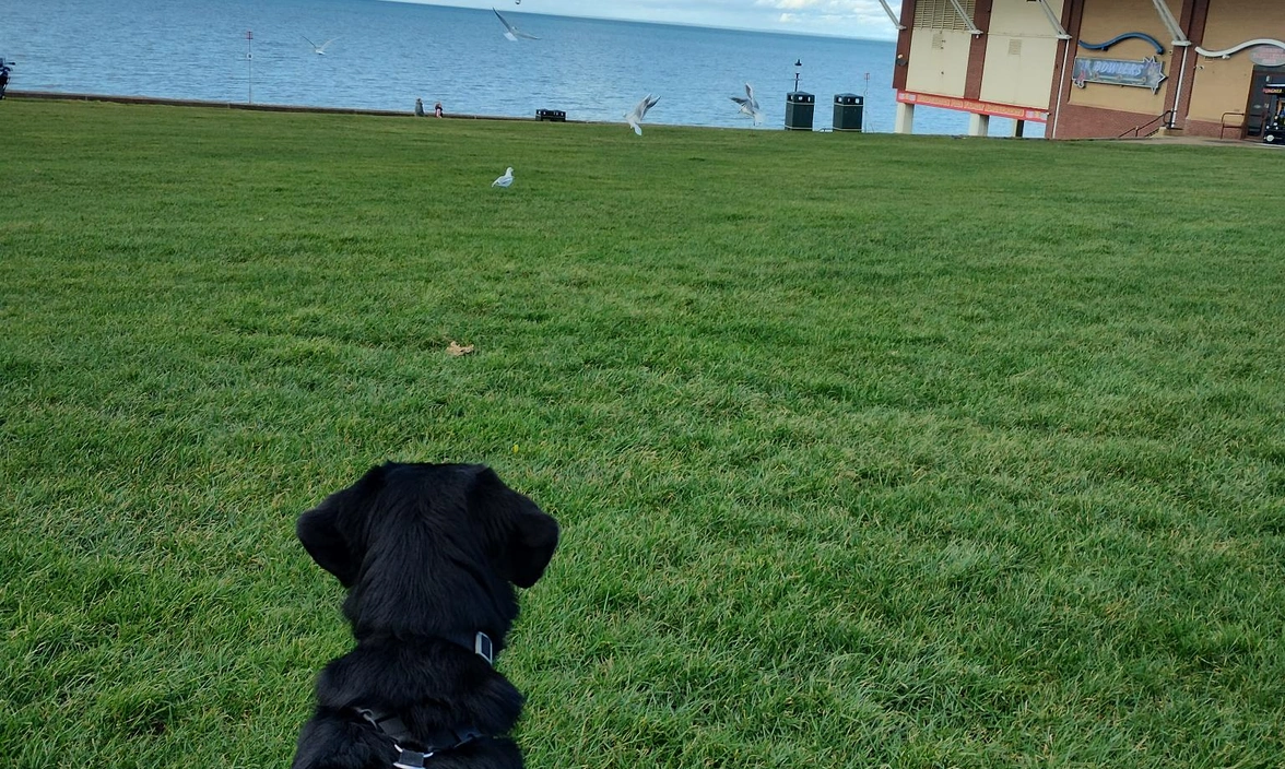 Alfie