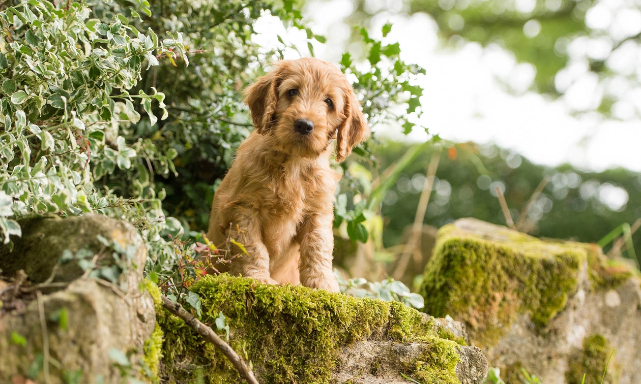 Apricot coloured cockapoo puppy stood on a mossy rock outside surrounded by plants looking directly at the camera