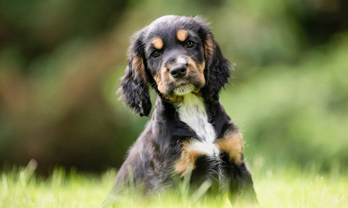Piper