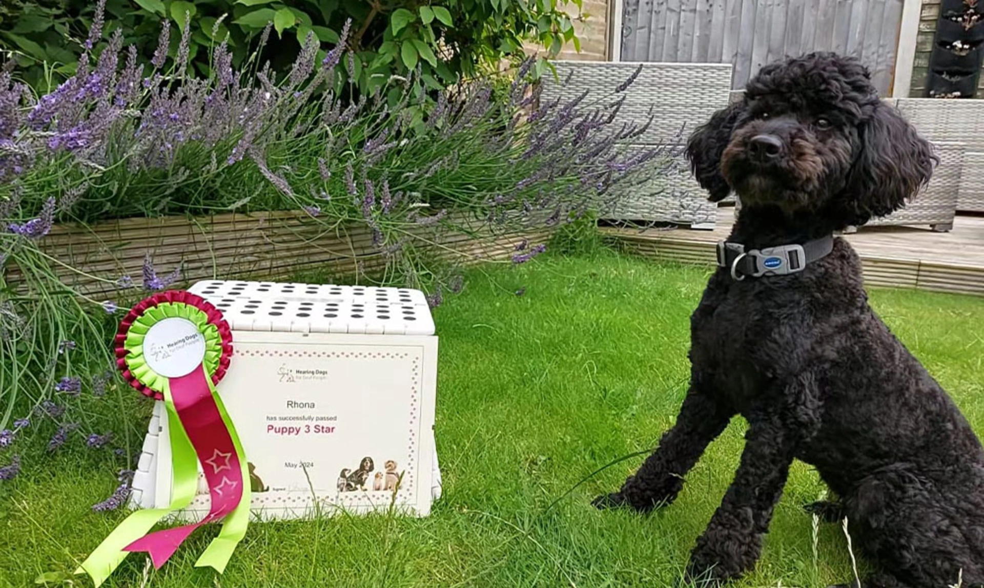 A poodle sat looking proud and happy next to a certificate that says Rhona has successfully completed her Puppy 3 Star
