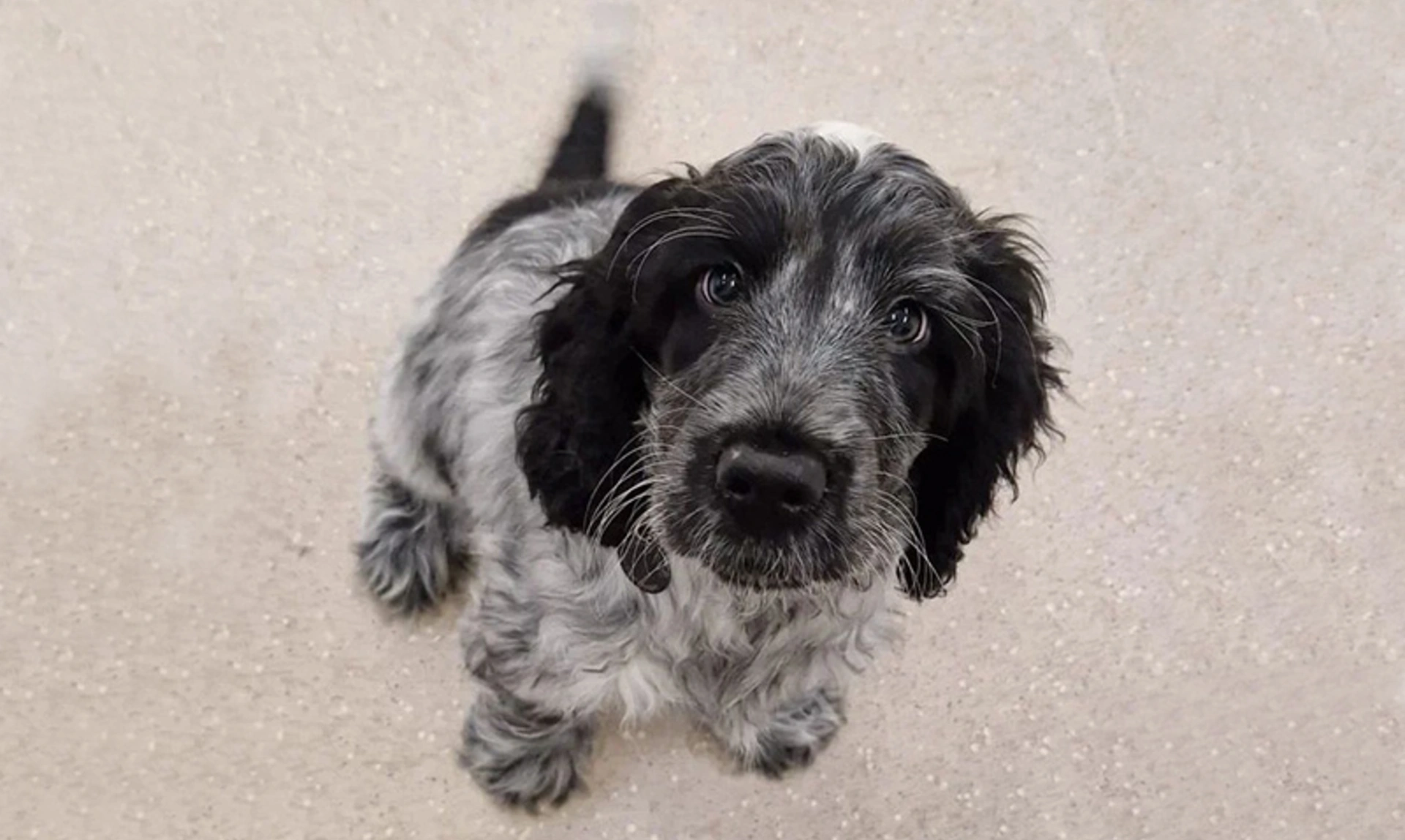 Black and white spaneil dog