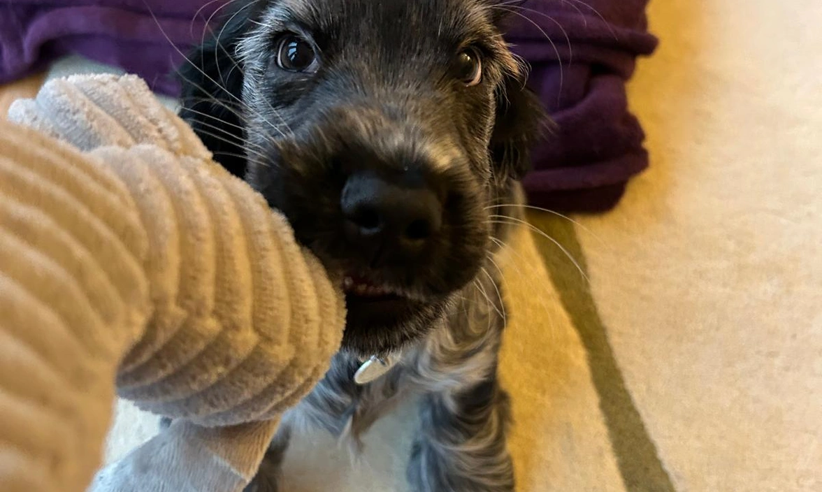 Frankie