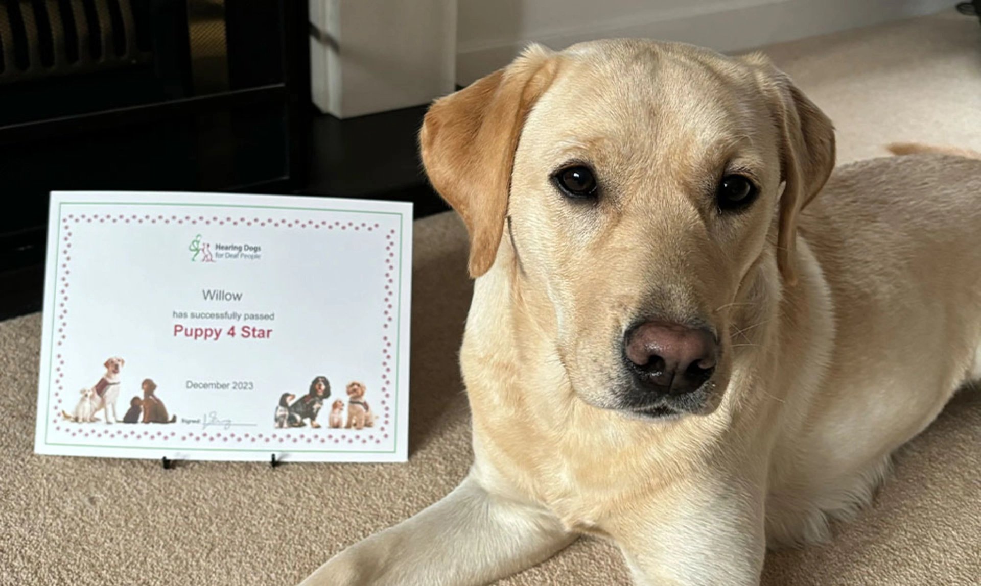 A labrador sat looking calm next to a certificate that says Willow has successfully completed her Puppy 4 Star