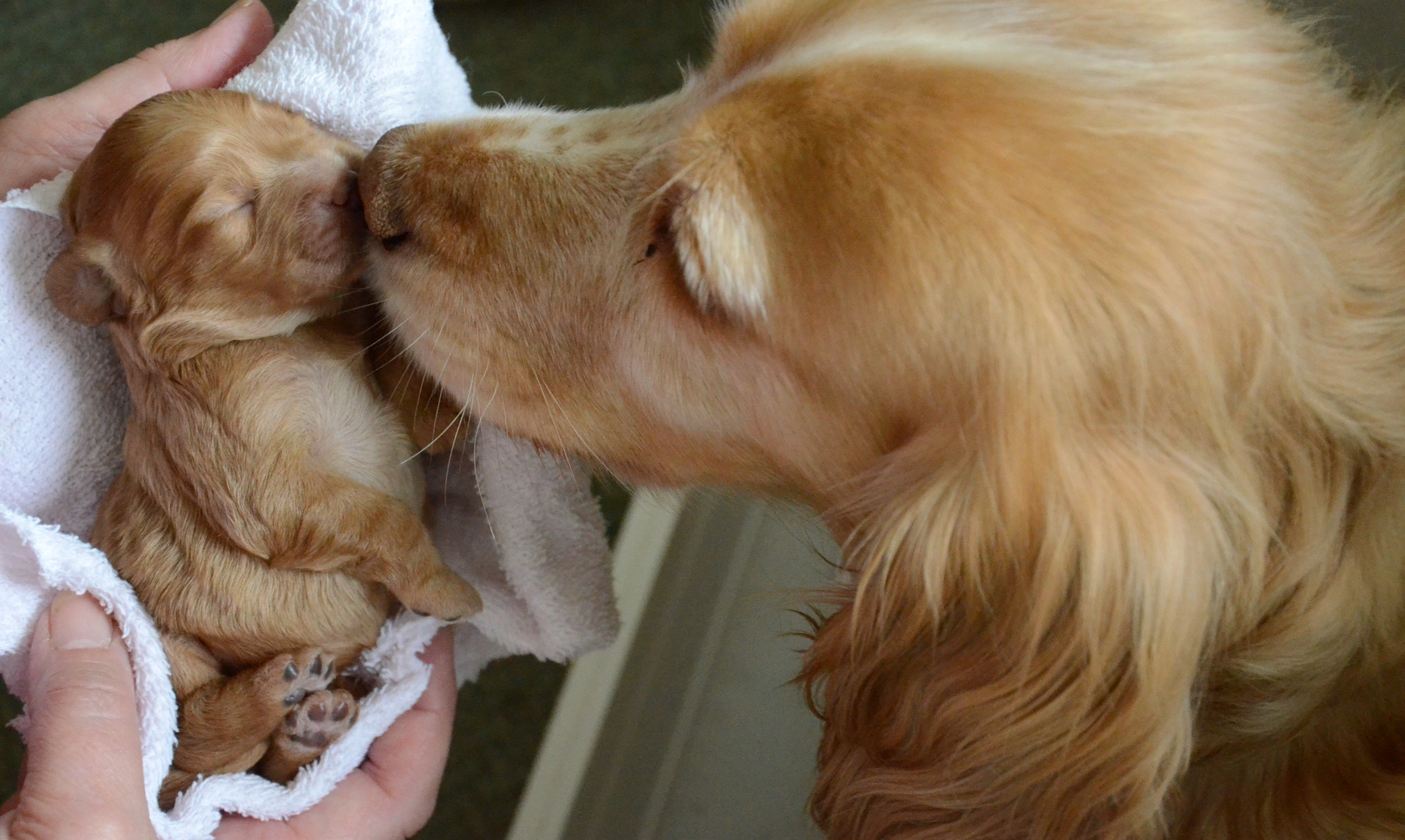 Hearing dog spaniel mum nuzzling one of her very young puppies