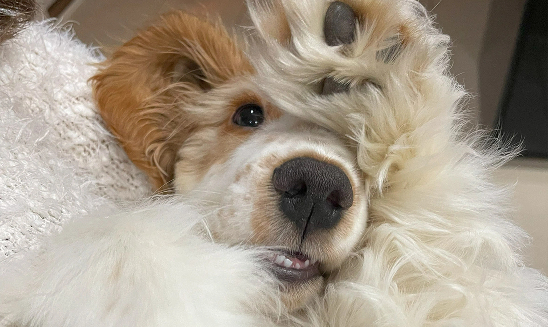 Fluffy orange roan spaniel holding paw over their eye