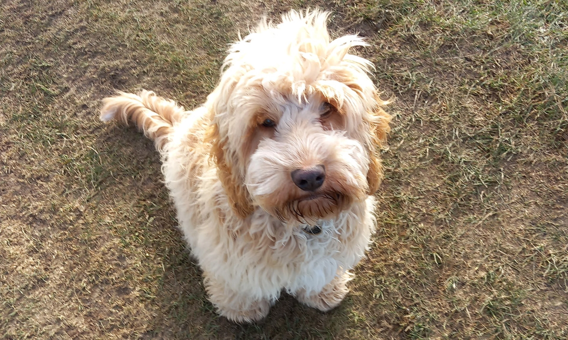 Fluffy golden Cockapoo sitting on grass