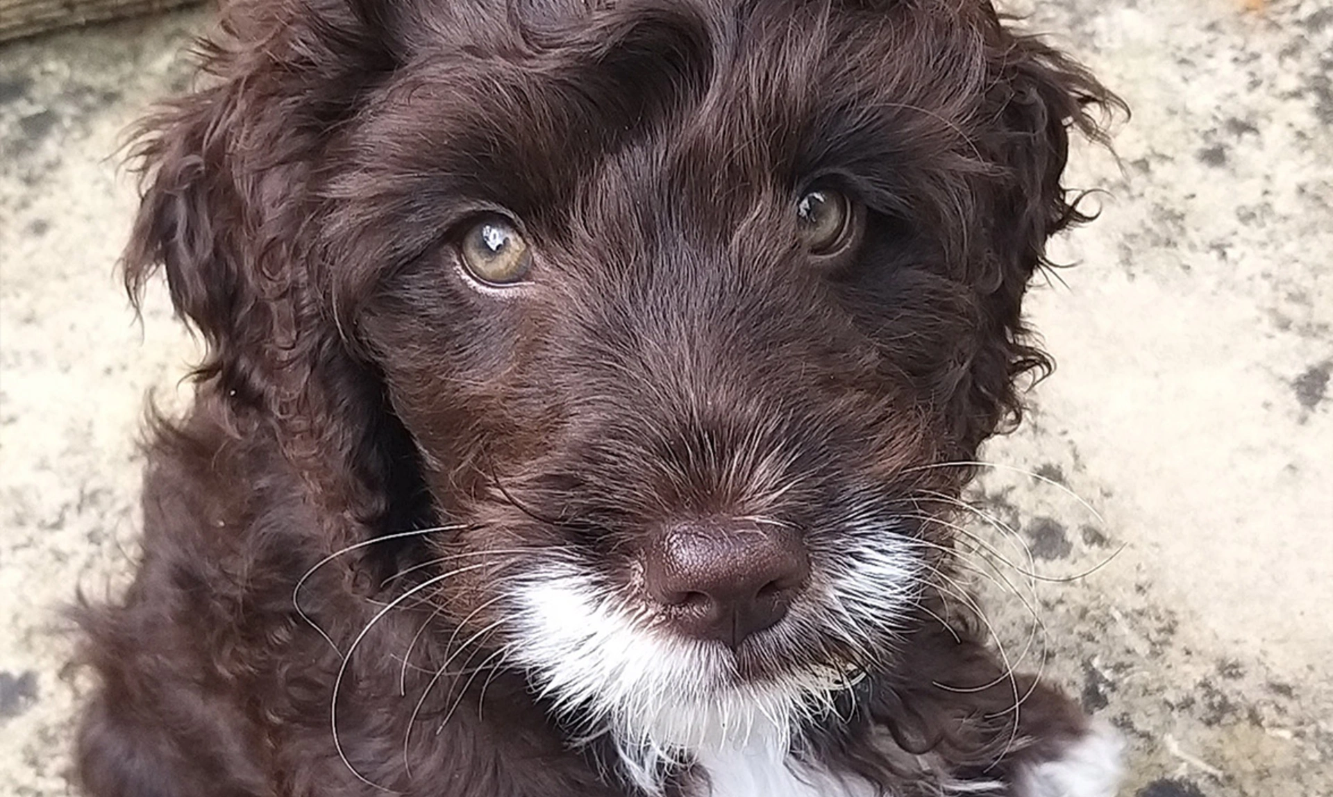 Brown Cockapoo with a white chin