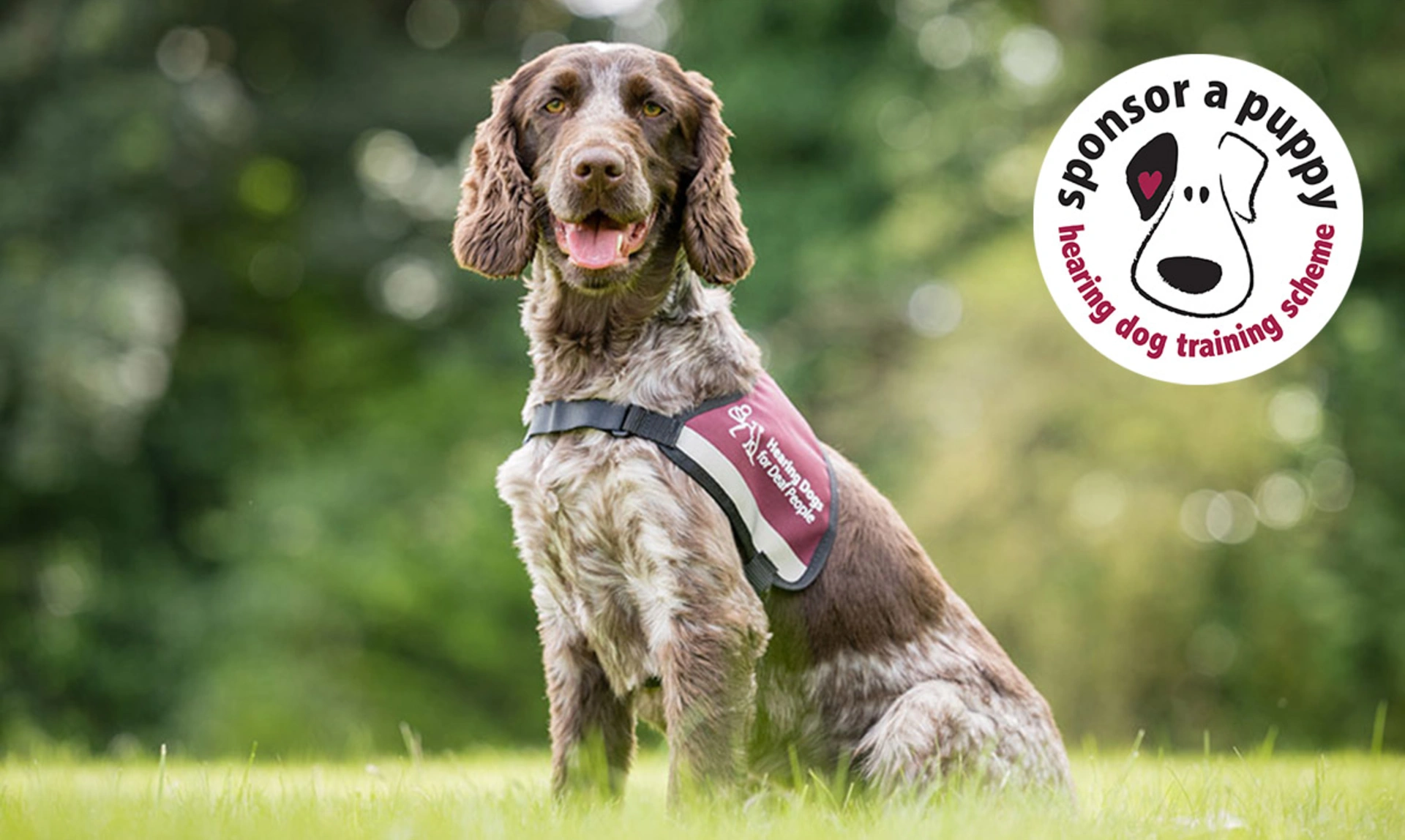 Chocolate roan spaniel sitting on grass wearing hearing dogs jacket