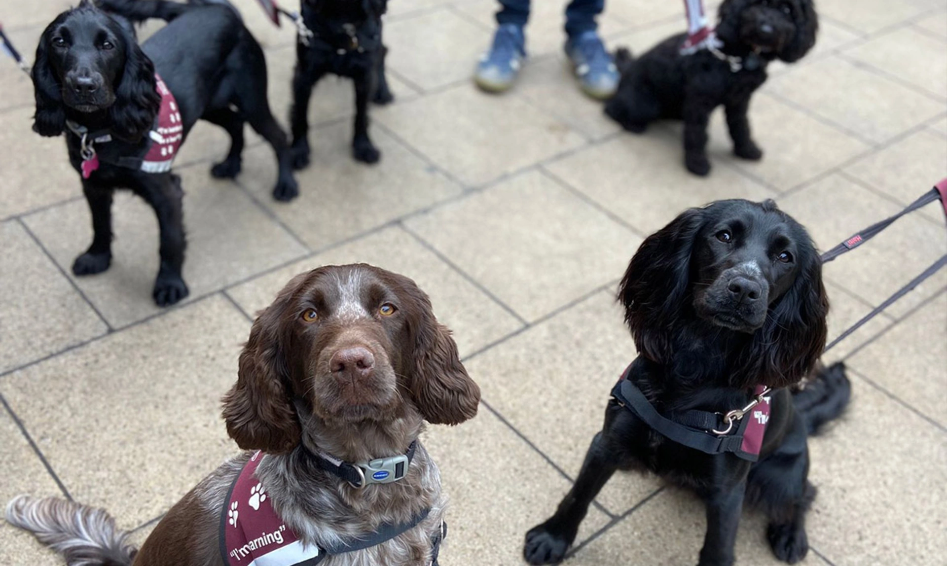 A group of hearing dogs in training