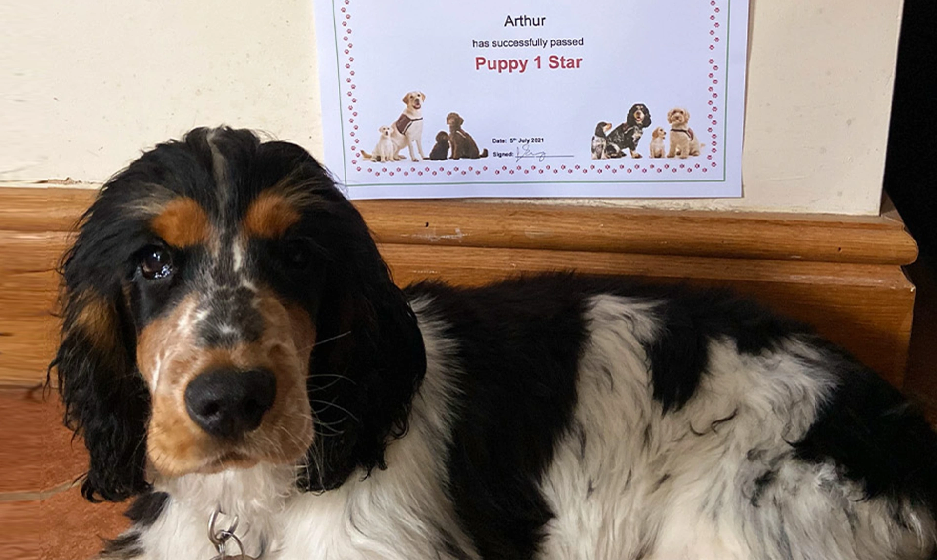 Close up of Spaniel in a lounge looking up with a certificate next to them that says Gwen successfully passed Puppy 1 Star