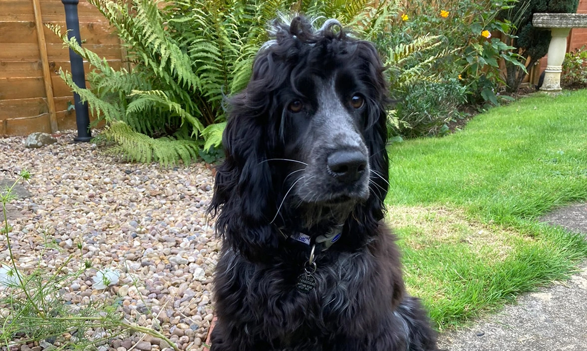 Blue roan Cocker Spaniel sitting in garden