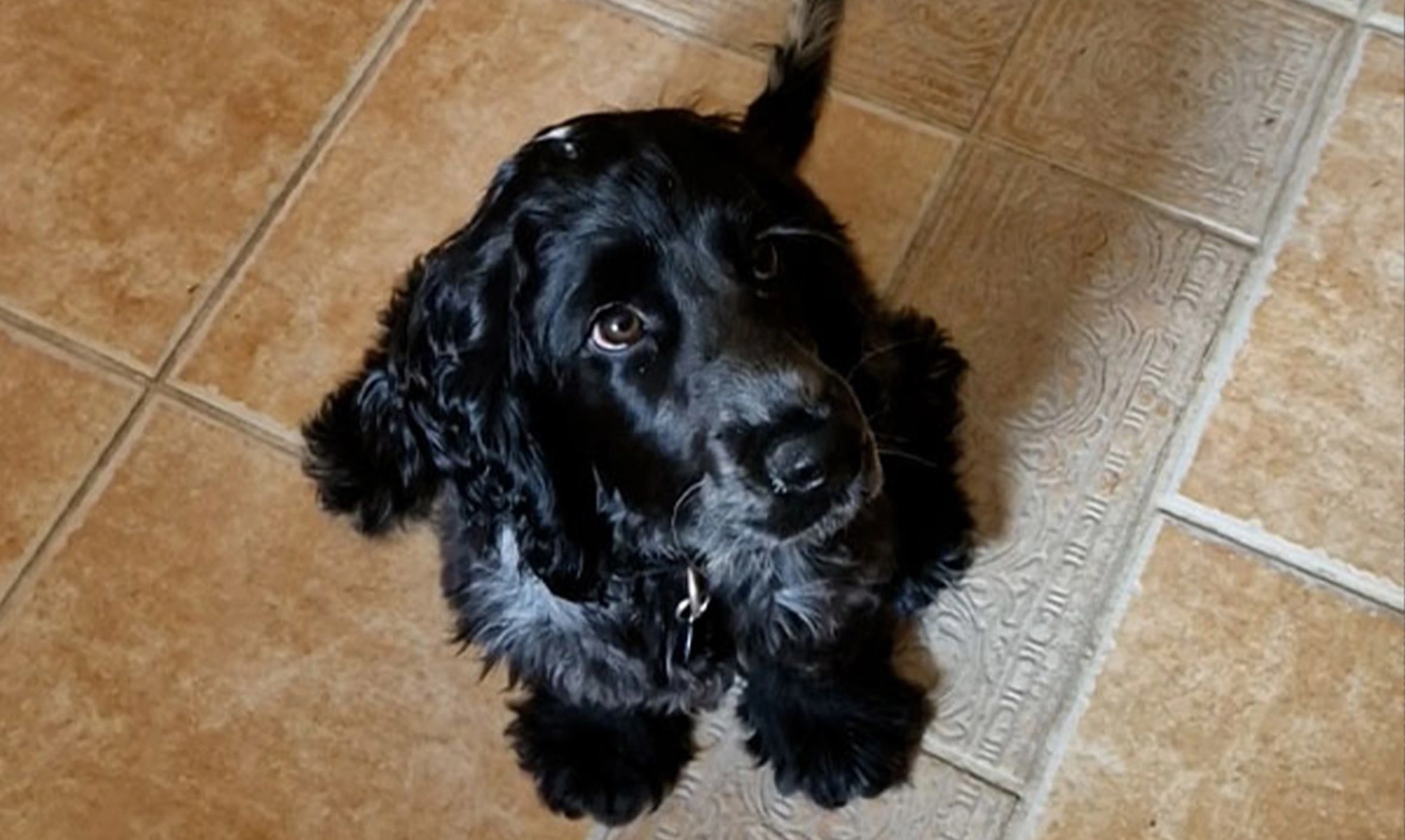 Blue roan spaniel sitting on kitchen floor