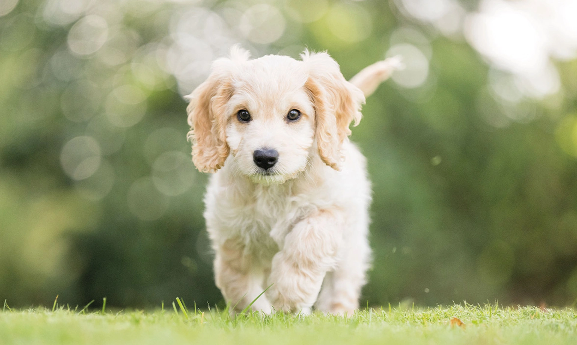 Golden Cockapoo puppy running through field