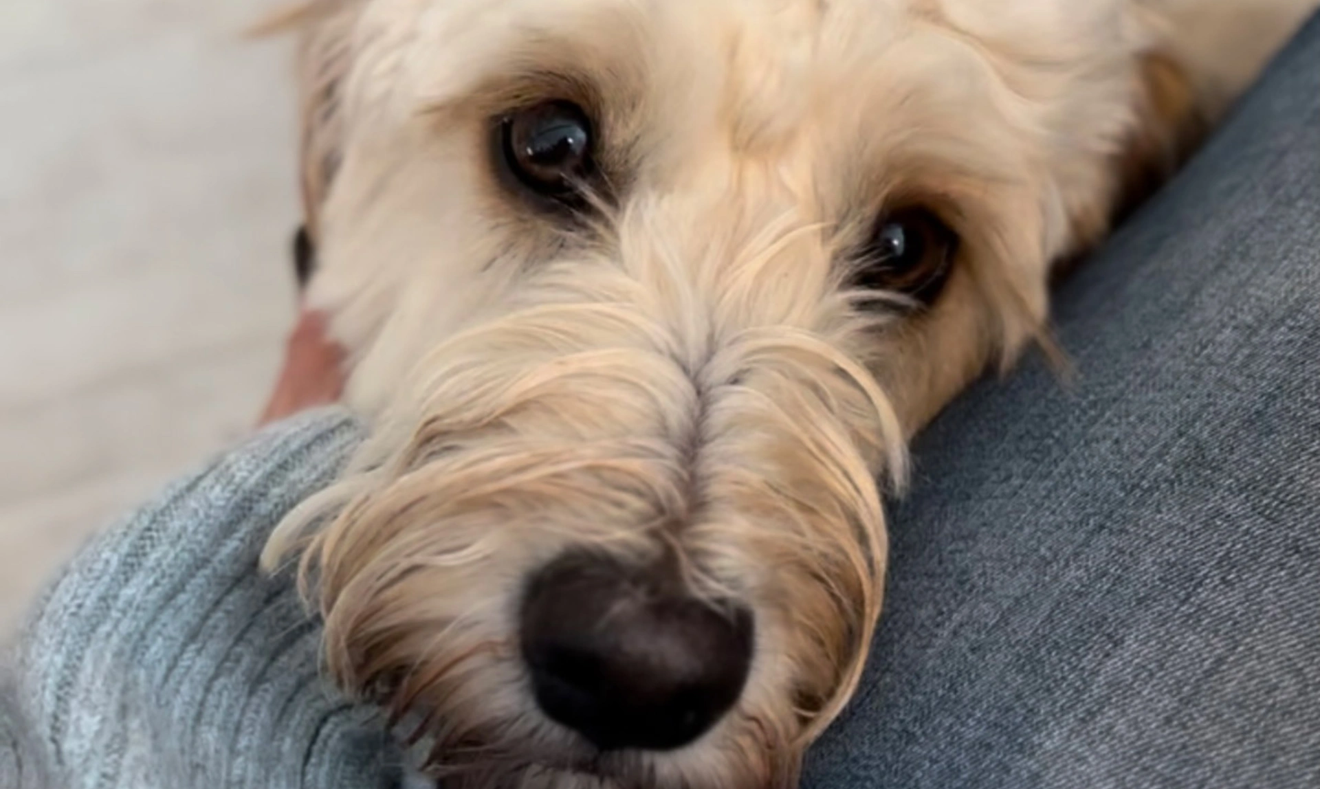 Golden Cockapoo resting chin on human lap