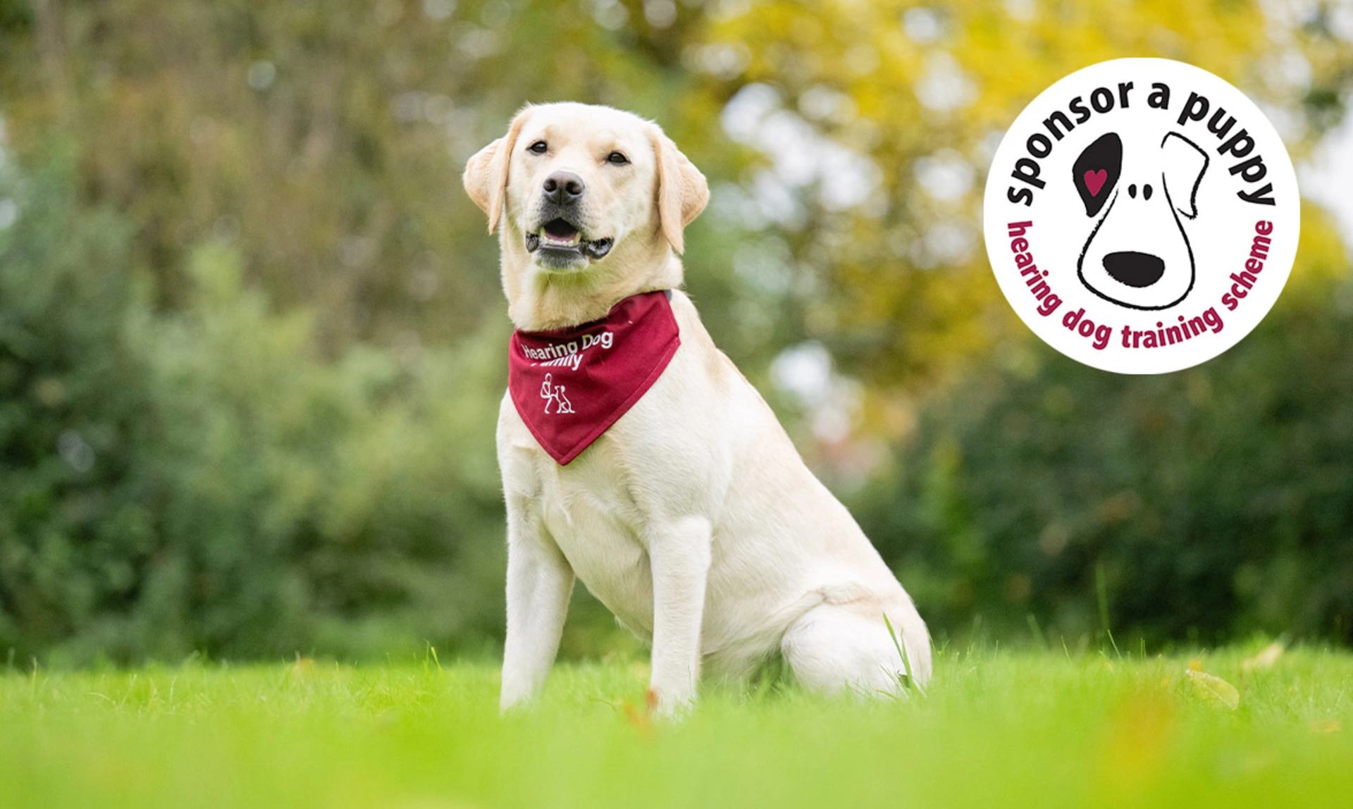 Yellow Labrador sitting on grass wearing red bandana