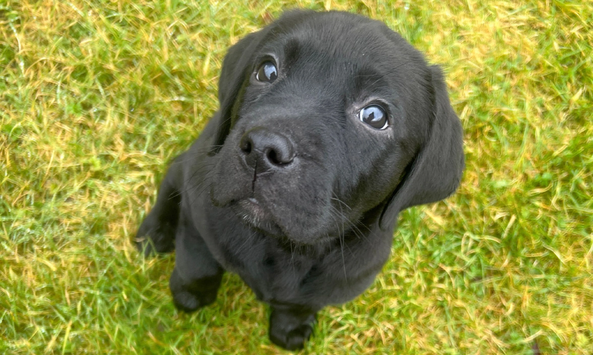 Black Labrador puppy sitting on grass