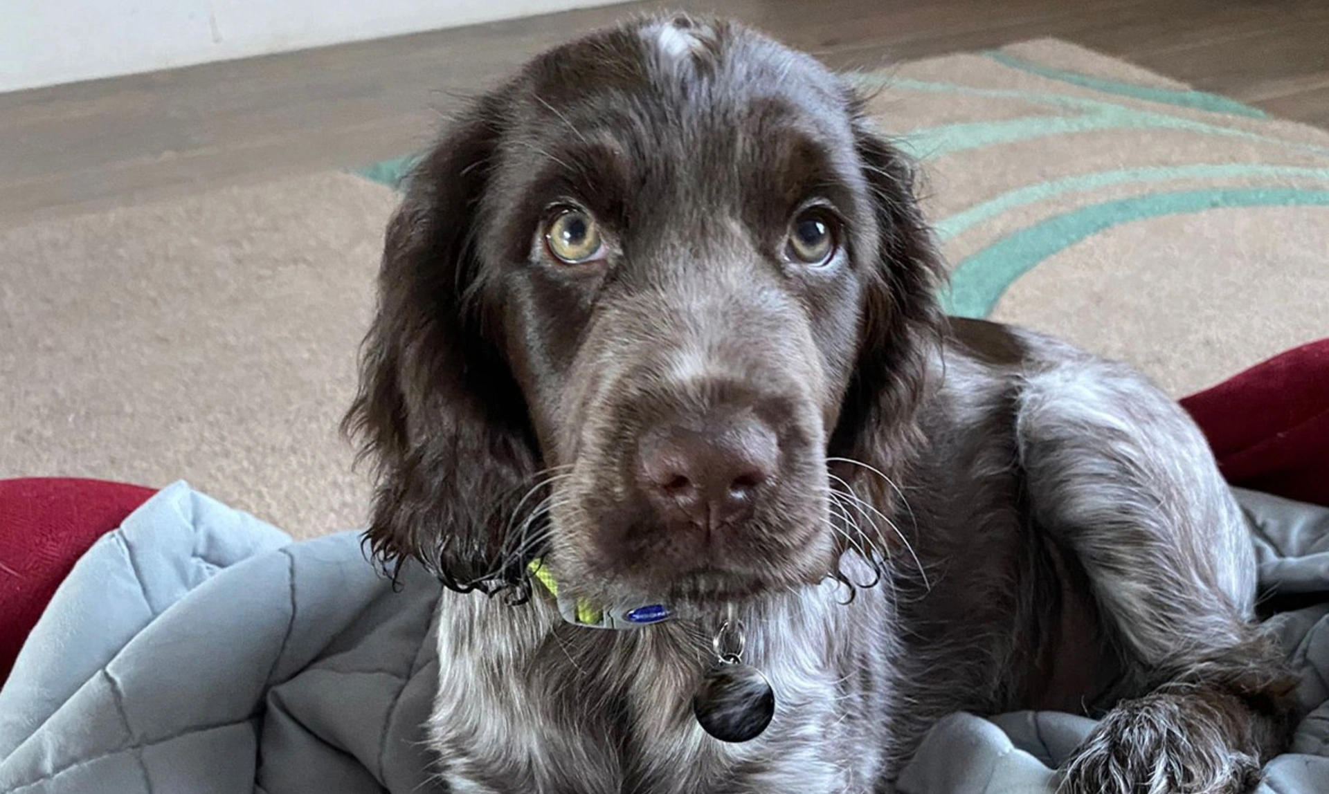 Chocolate roan spaniel puppy