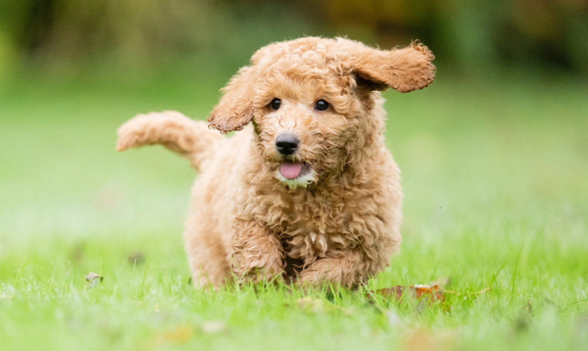 Red poodle puppy running outdoors in the grass