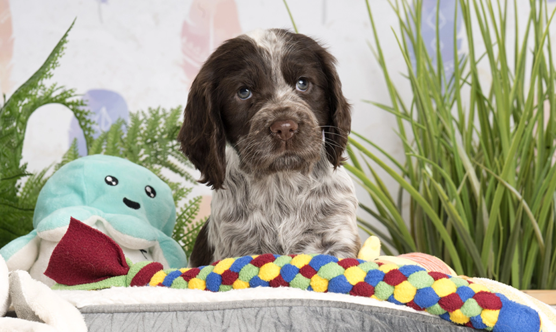 Spaniel puppy Hebe
