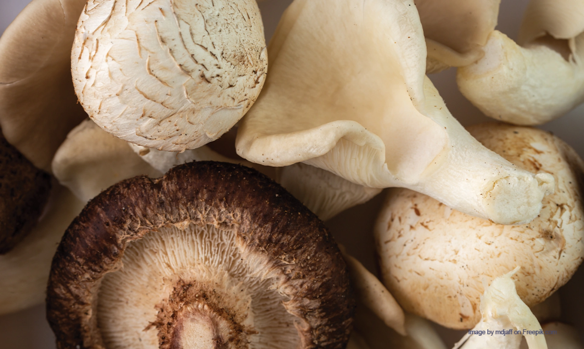 Close up of a variety of mushrooms