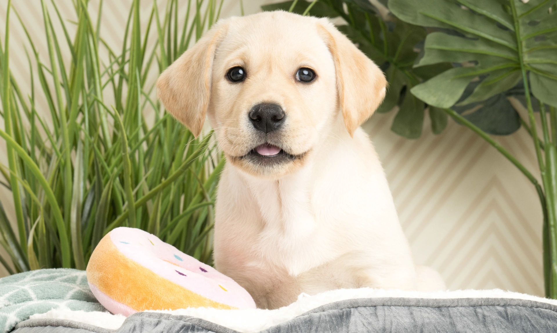 Labrador puppy on a gray blanket with a donut toy and plants in the background.