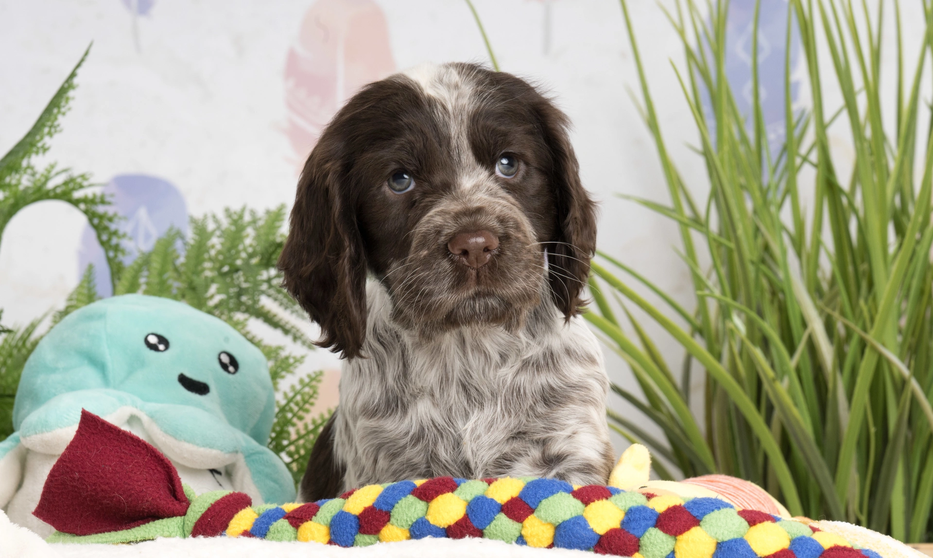Hebe is sitting on her dog bed surrounded by colourful dog toys. There are green plants in the background