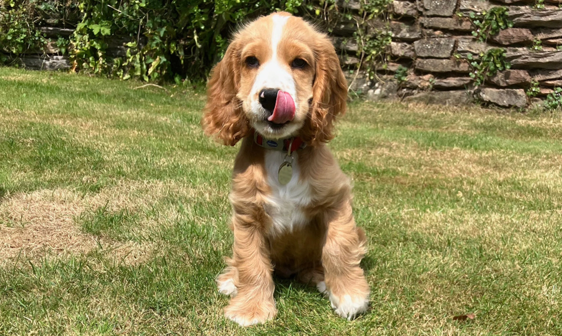 Orange roan spaniel sitting on the grass with tongue sticking out