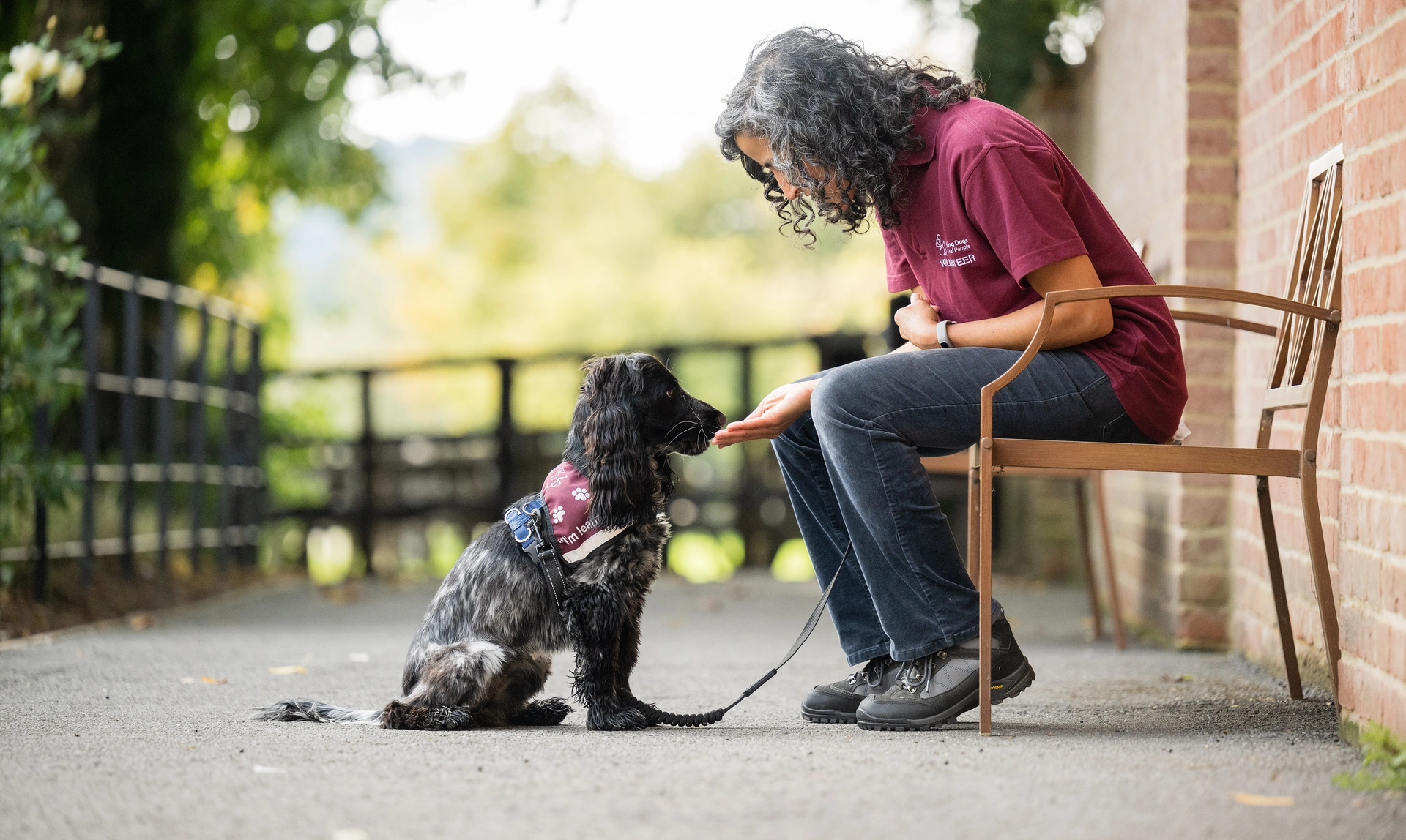 Woman sat outside on a bench giving a treat to a black and white Spaniel where a training jacket