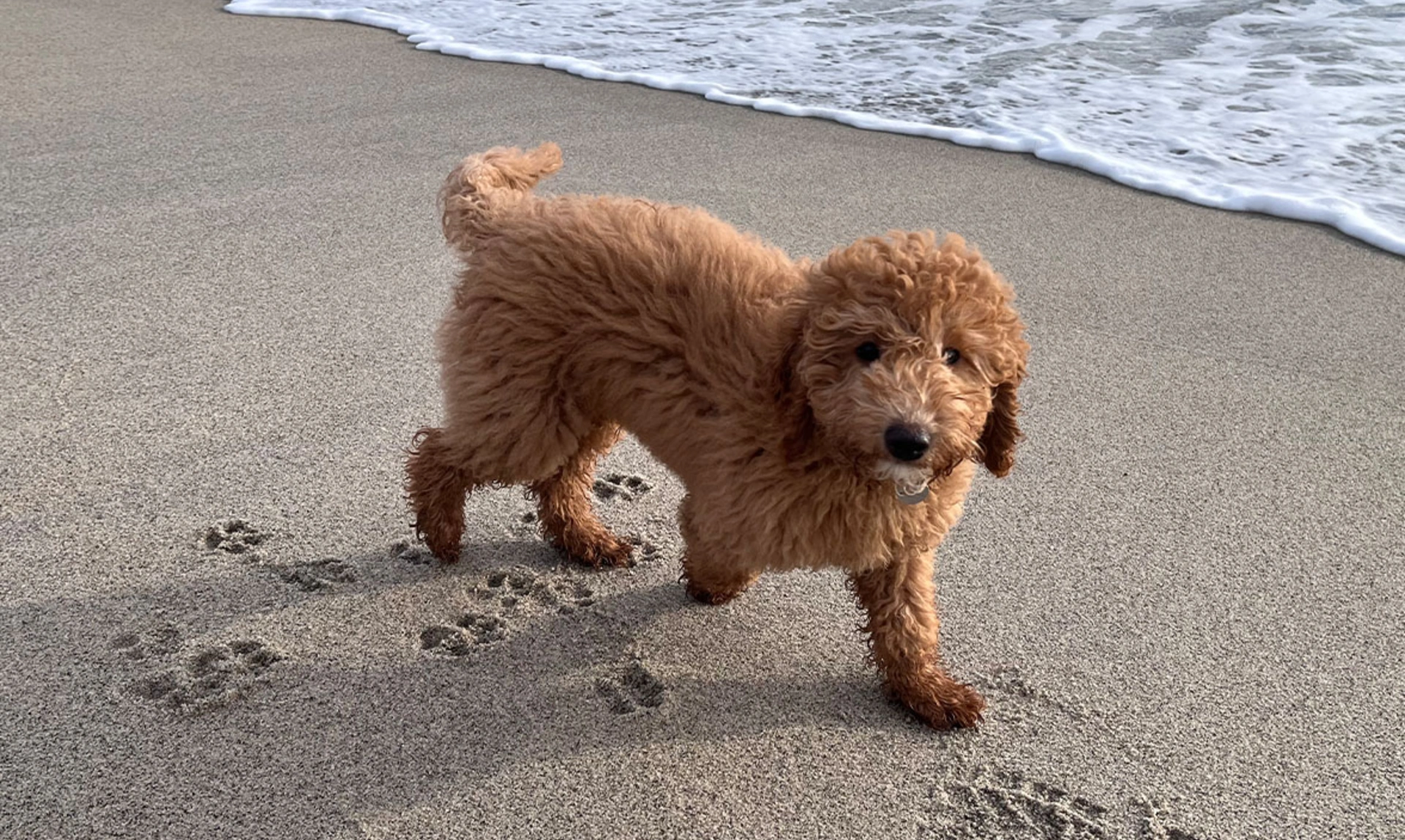 Red Miniature poodle walking on beach