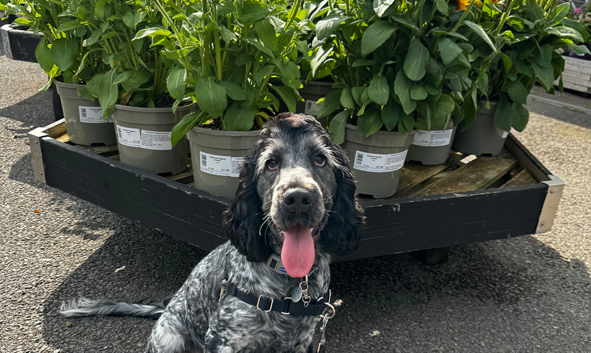 Blue roan spaniel sitting in front of sunflowers