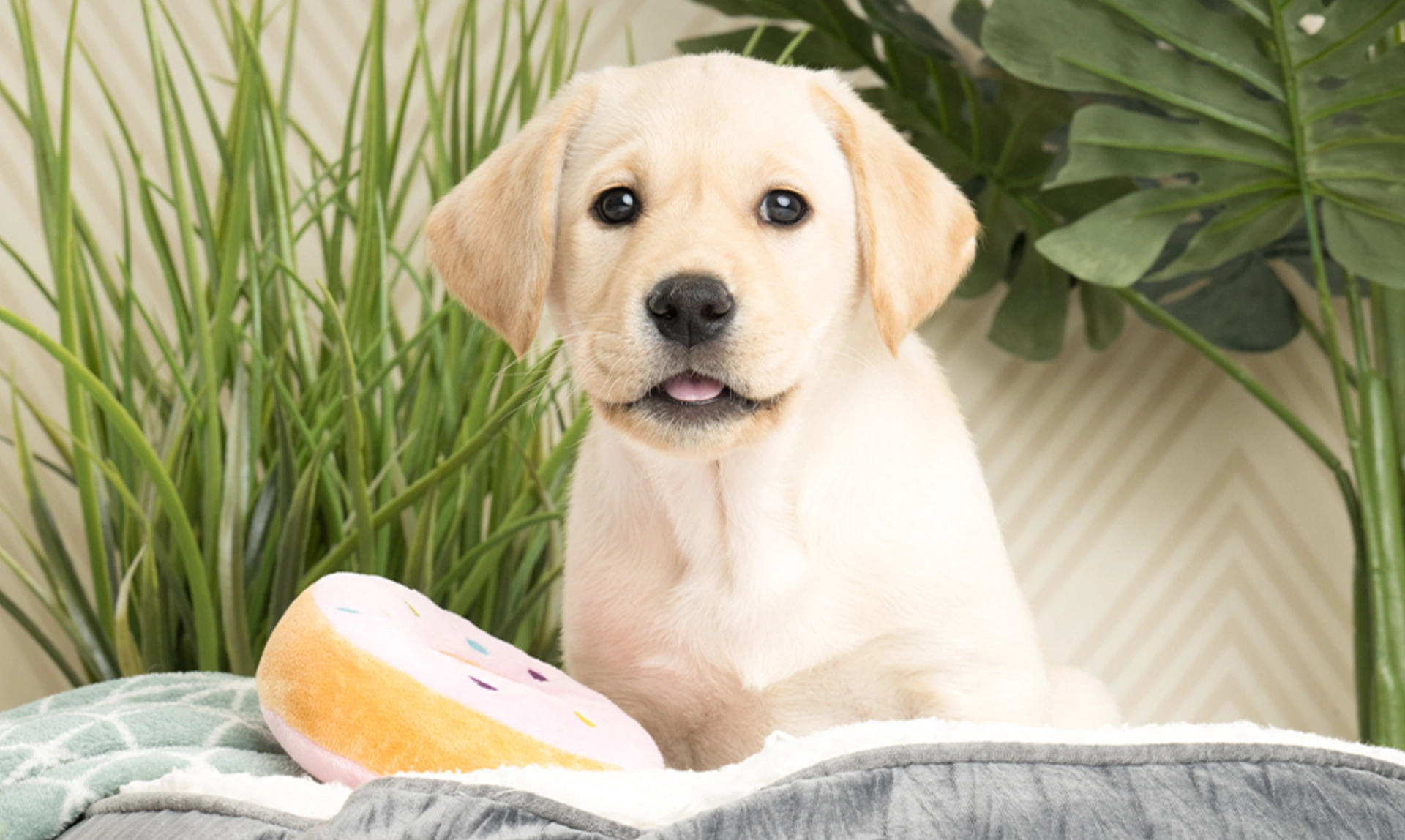 Yellow Labrador puppy sitting in bed with donut toy