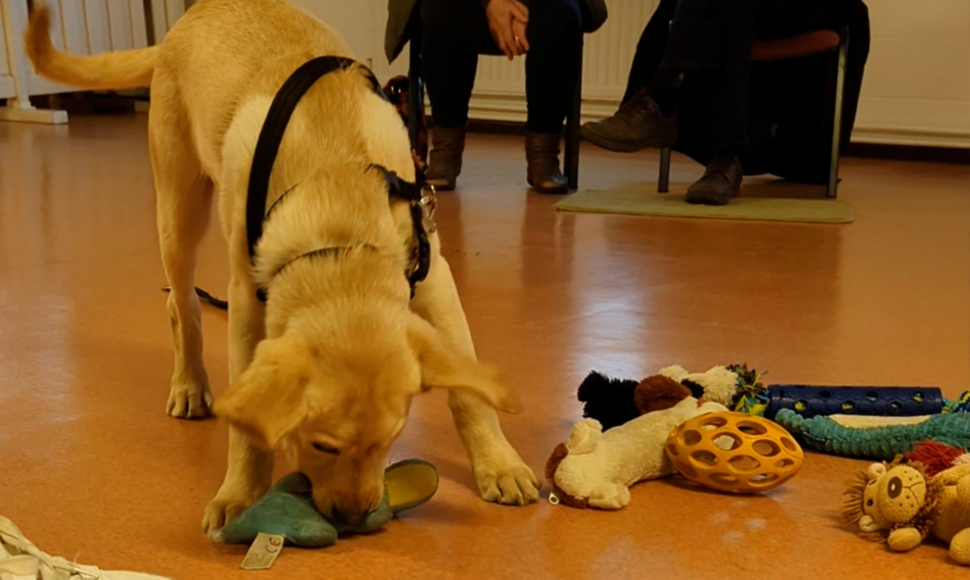Yellow Labrador puppy sniffing toys at puppy class