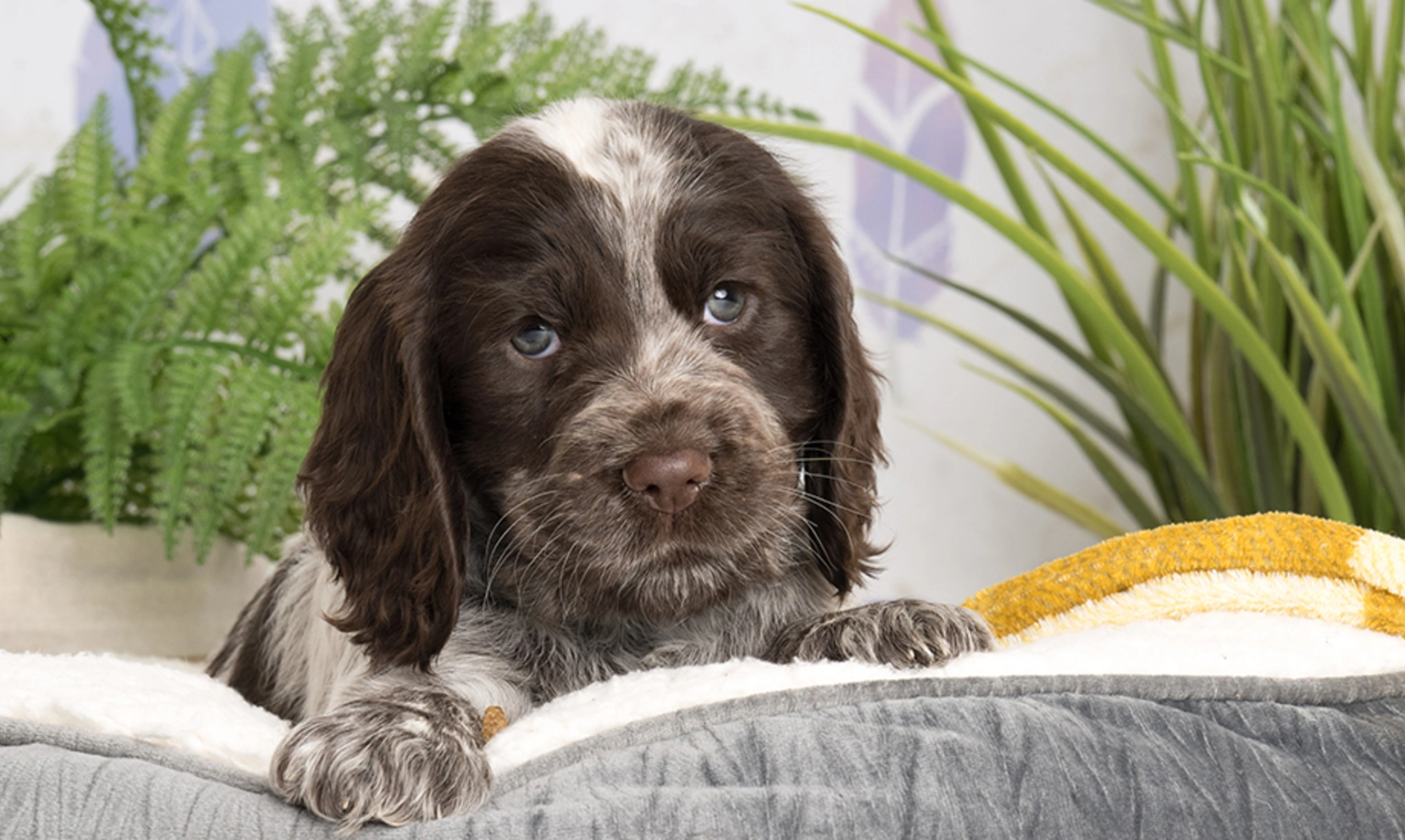 Chocolate roan spaniel puppy with paws over bed