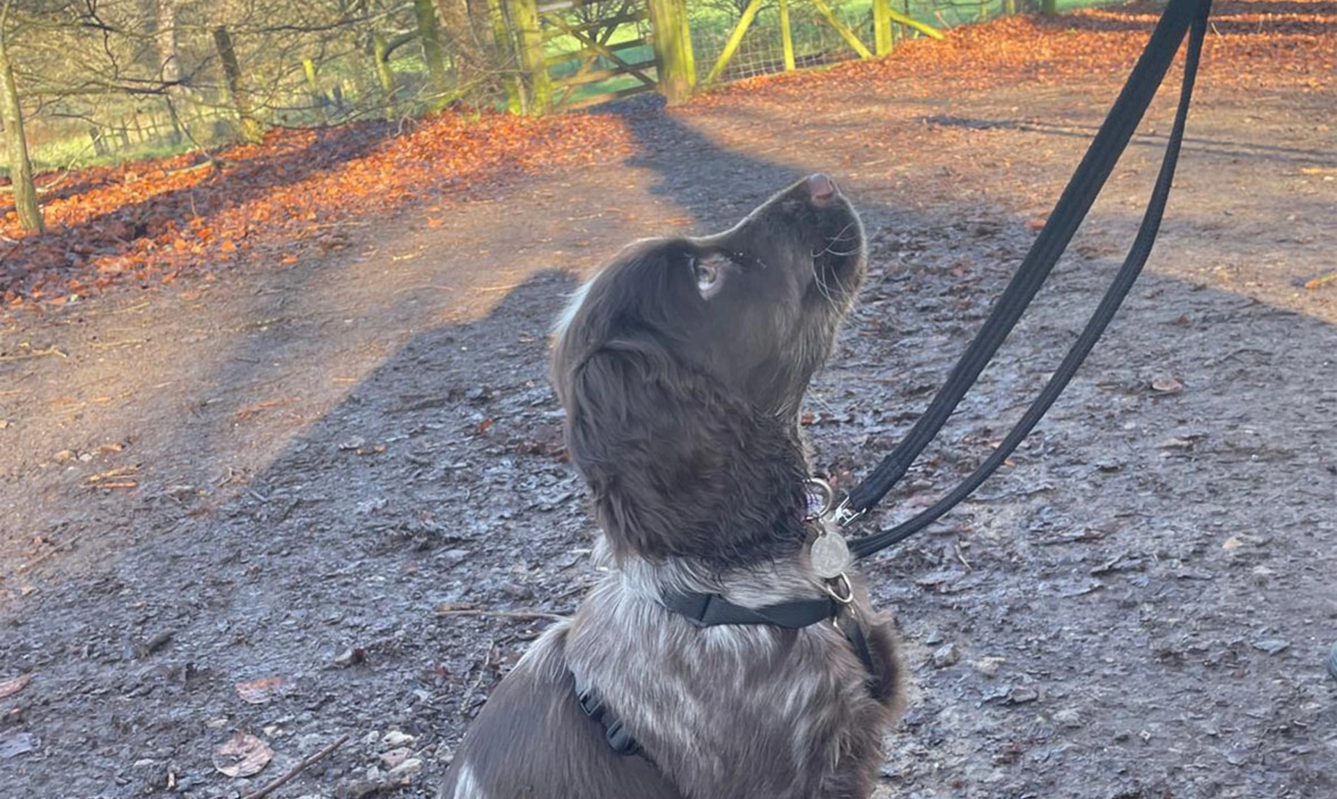 Chocolate roan spaniel sitting looking up on walk on lead