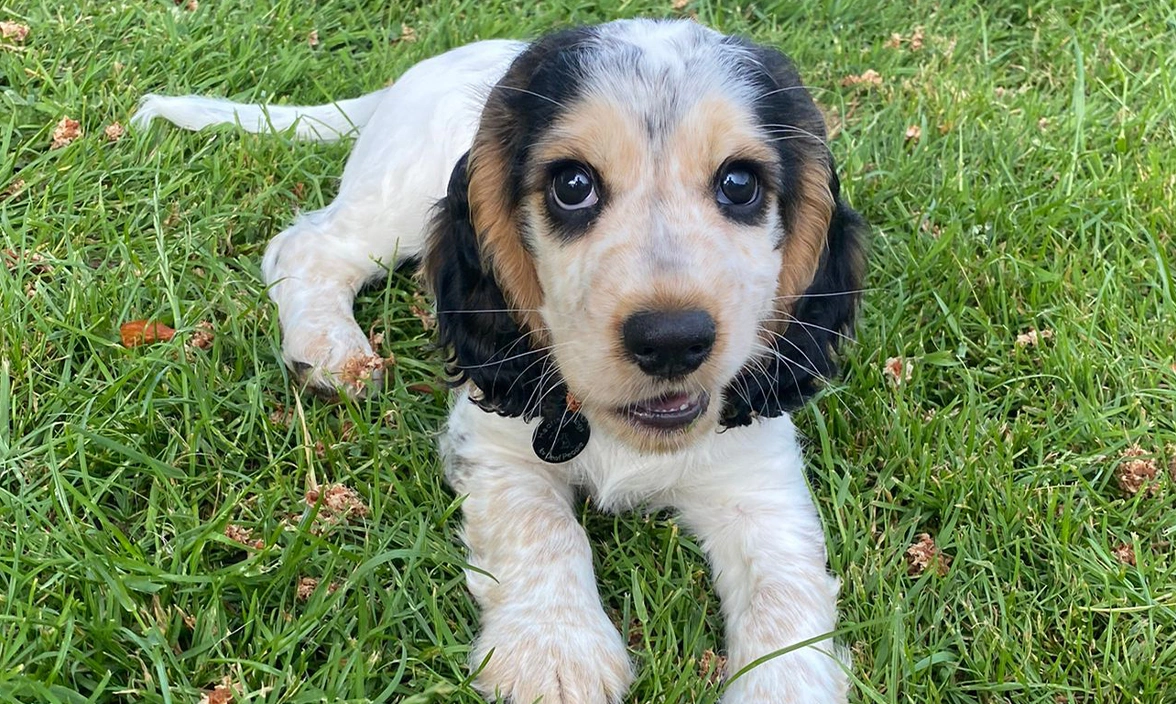 Cute sable spaniel puppy laying on grass