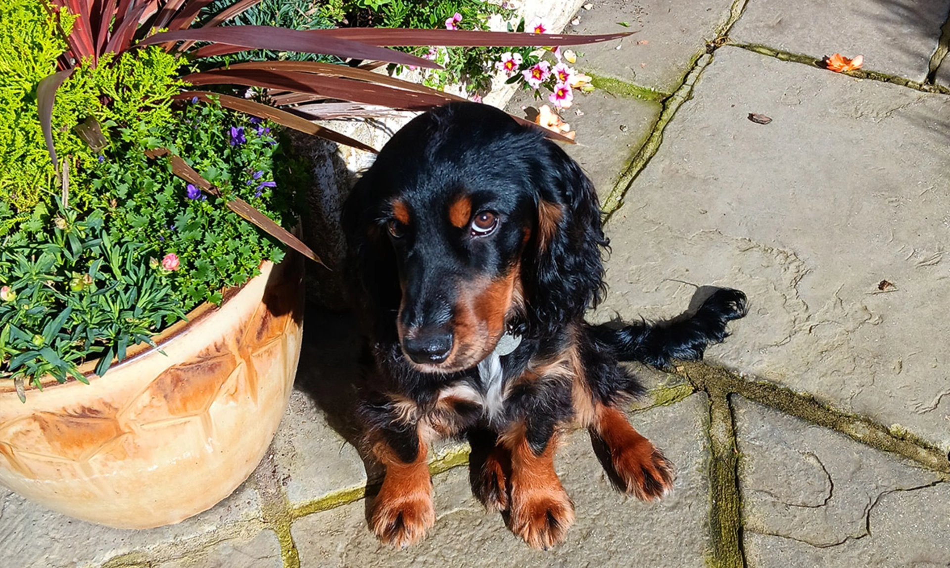 Black and tan spaniel puppy sitting on patio