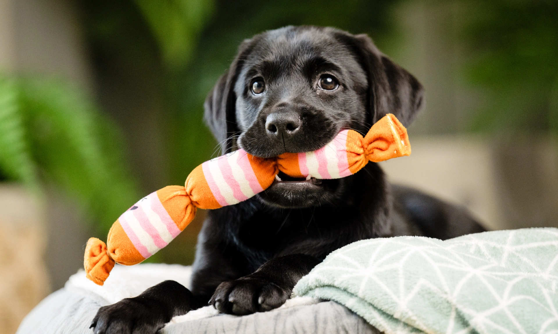 Black Labrador puppy holding toy sausage in mouth