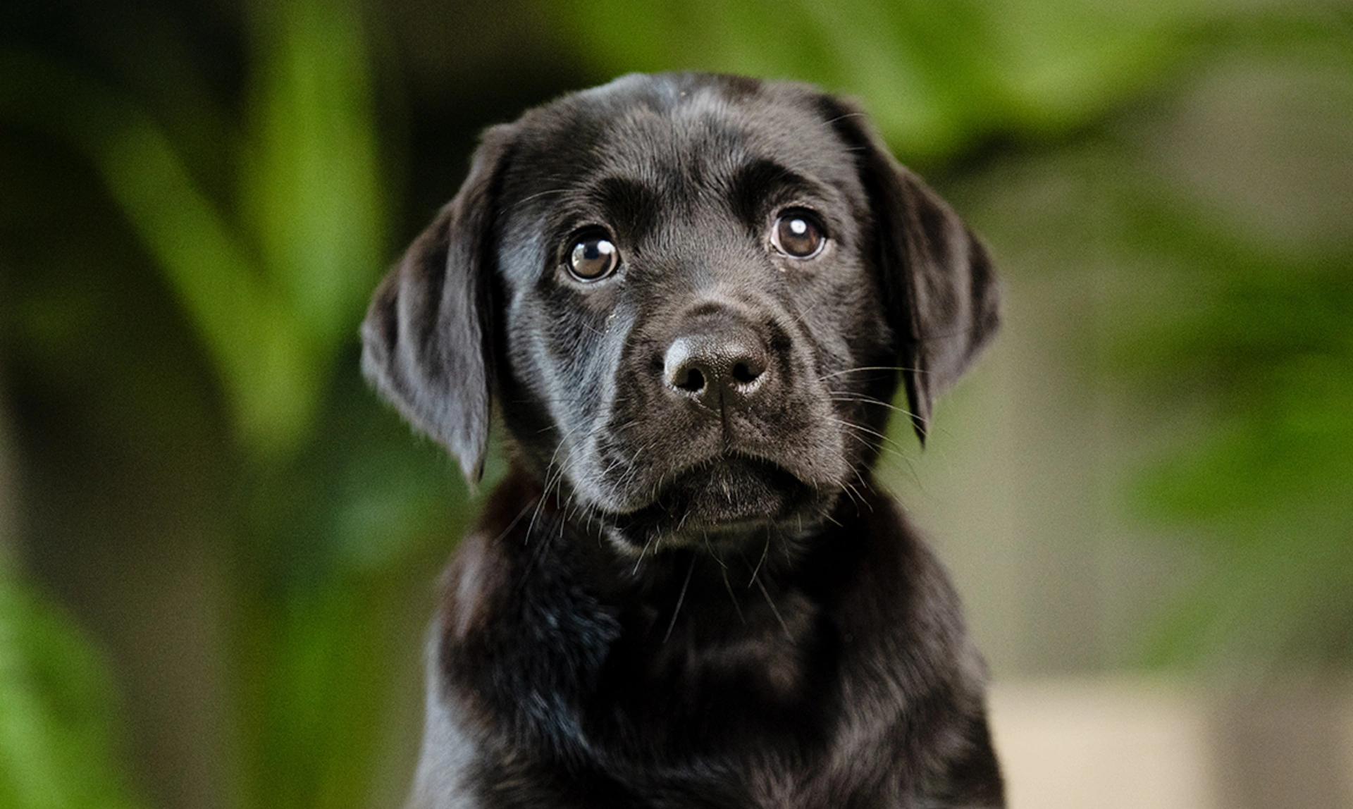 Black Labrador puppy looking directly at camera