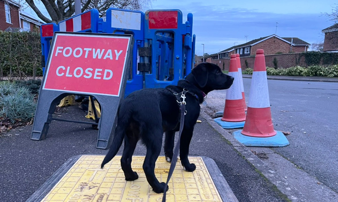 Black Labrador waiting by traffic sign that reads 'Footway closed'