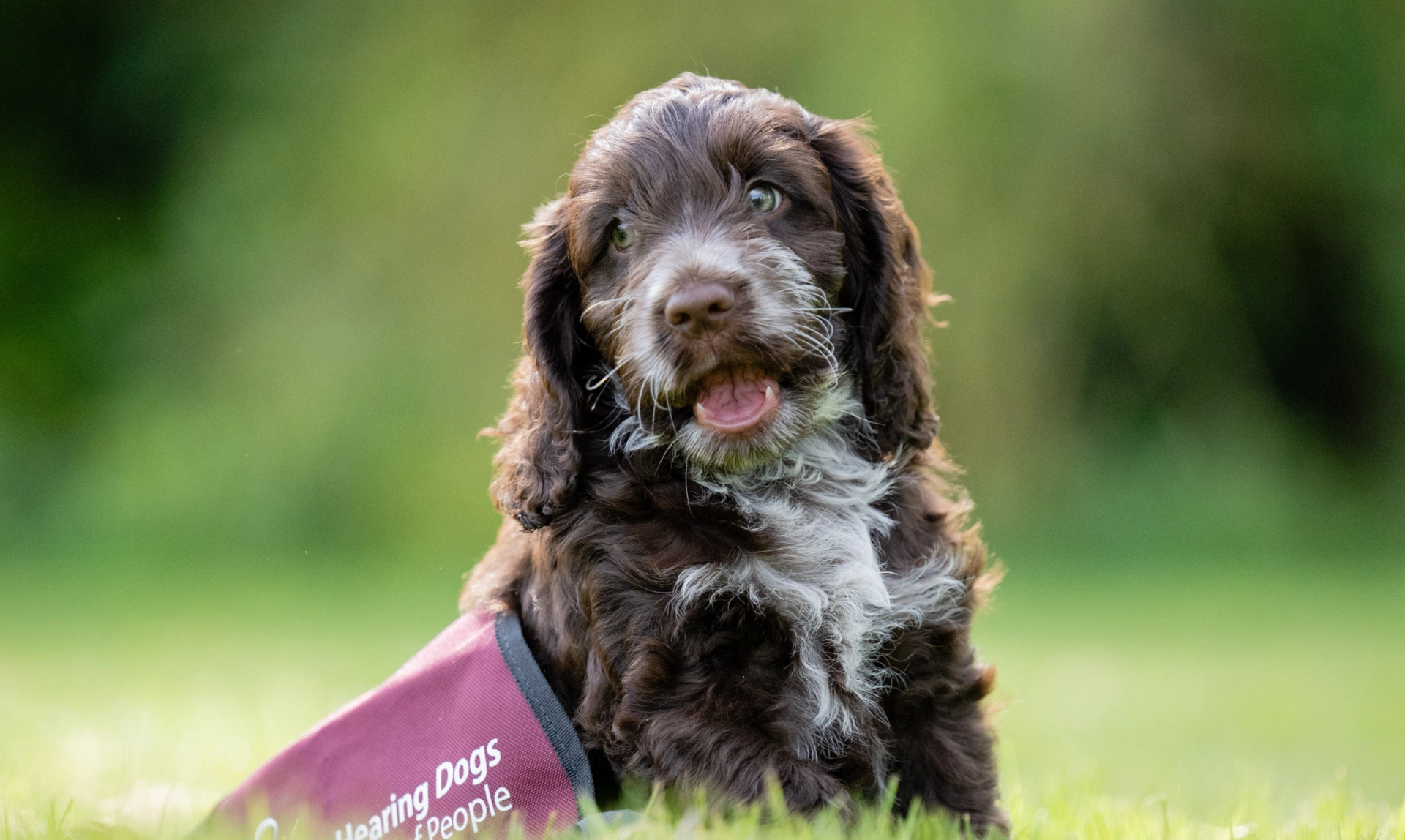 Brown and white Cockapoo puppy sitting in oversized Hearing Dogs jacket